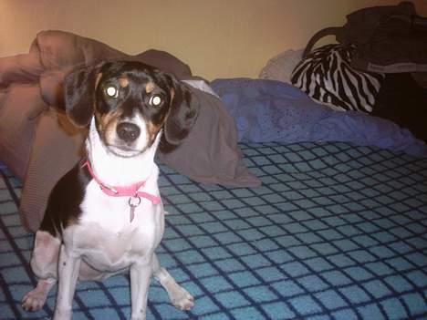 Blanding af racer Mille - der var vist lige plads til hende i det billede. billede 13