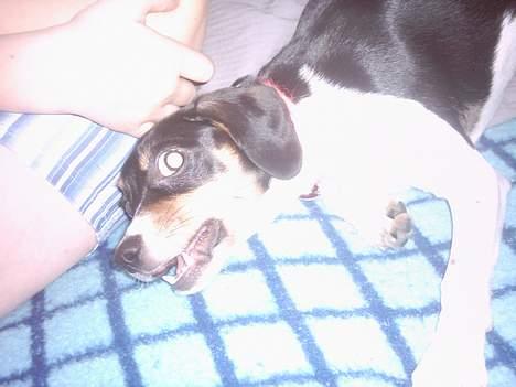 Blanding af racer Mille - jo jo. hun kan også være farlig. :) billede 14