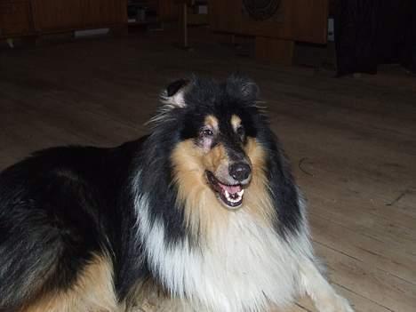 Collie langhåret Dandy billede 15
