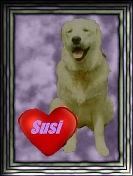 Golden retriever Susi - flot ikk ? tak til hende der har lavet det ! billede 9