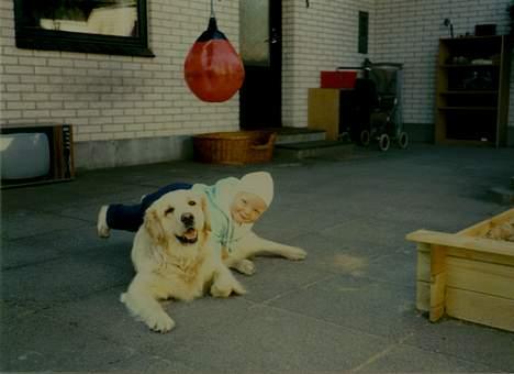 Golden retriever Susi - Haj  billede 10