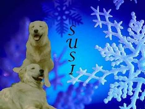 Golden retriever Susi - flot ikk ? tak til hende der har lavet det ! billede 12