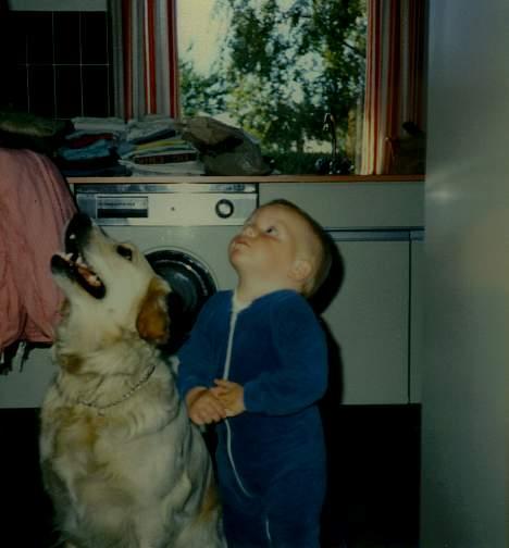 Golden retriever Susi - Jeg tror jeg kan se nogeet meget spændende der oppe..VuF også mig billede 13