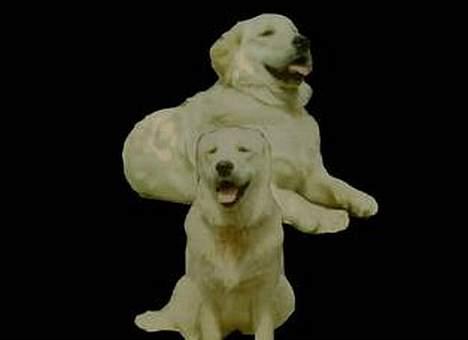 Golden retriever Susi - Ser jeg dobbelt ? billede 14