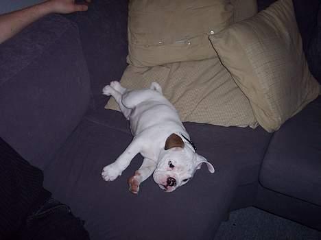 Engelsk bulldog Victor billede 2