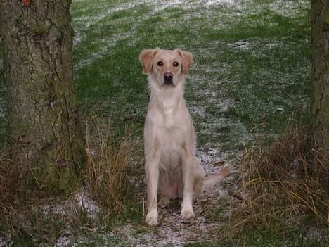 Blanding af racer Freja billede 1