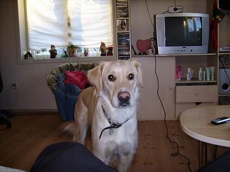 Blanding af racer Freja billede 2