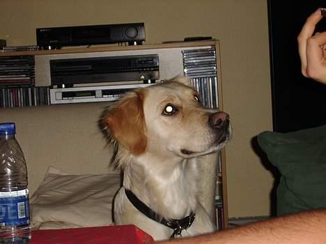 Blanding af racer Freja - mon der ikke er noget til mig billede 3