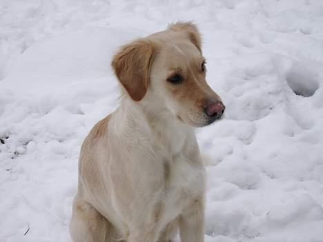 Blanding af racer Freja billede 4