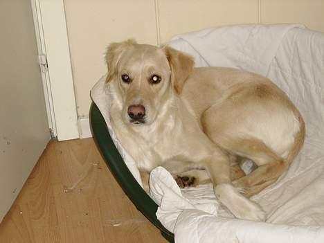 Blanding af racer Freja billede 5