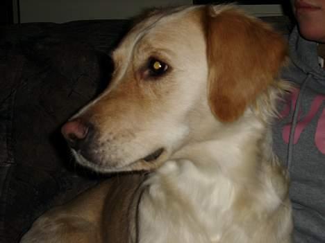 Blanding af racer Freja billede 6