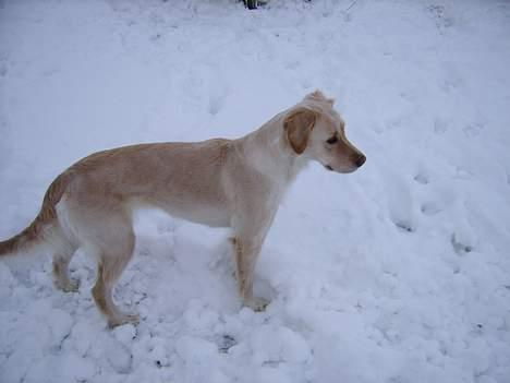 Blanding af racer Freja billede 7