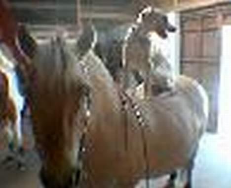 Blanding af racer Freja - se hvor dygtig jeg er billede 8