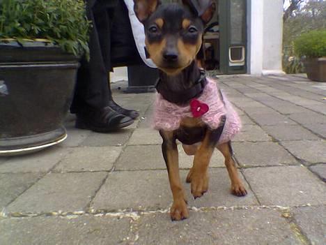 Dvaergpinscher tulle billede 1
