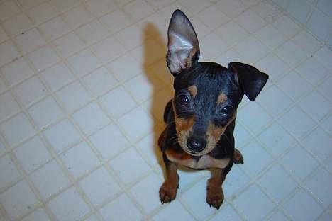 Dvaergpinscher tulle billede 2