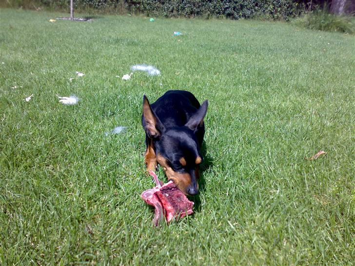 Dvaergpinscher tulle billede 3