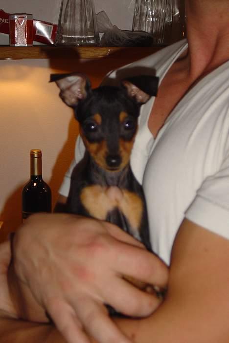 Dvaergpinscher tulle billede 4