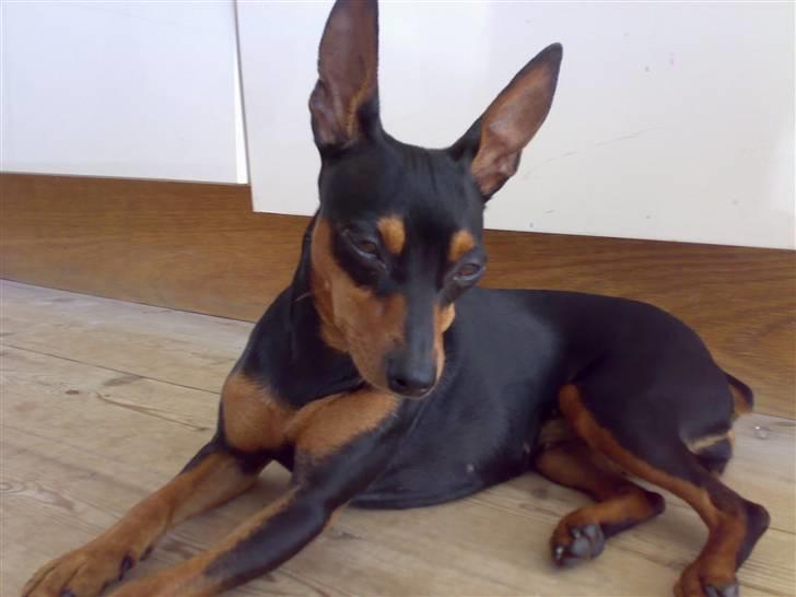 Dvaergpinscher tulle billede 5