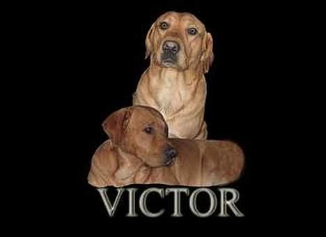Labrador retriever victor - lave af jane p billede 13