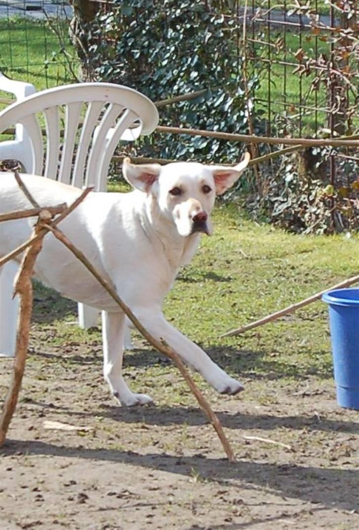 Labrador retriever Siff - R.I.P.  - Påsken 07 Yndefulde Siff  billede 1