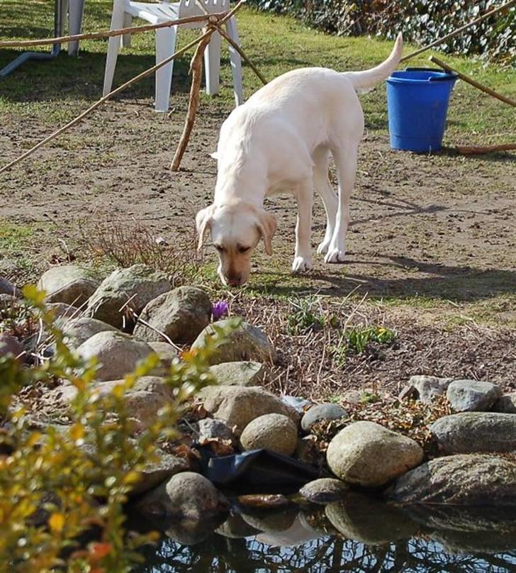 Labrador retriever Siff - R.I.P.  - Påsken 07 billede 2