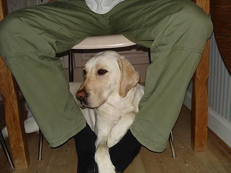 Labrador retriever Siff - R.I.P.  - Vinter 06  billede 3