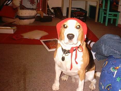 Beagle Sille - "Jeg er vild med den her røde baby hue, hvad synes I?"  billede 14