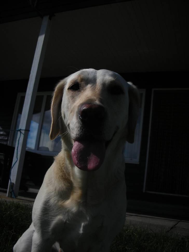 Labrador retriever Siff - R.I.P.  - Juli 07 billede 4