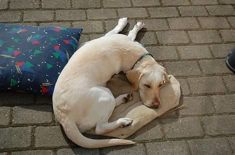 Labrador retriever Siff - R.I.P.  - Forår 07  billede 5