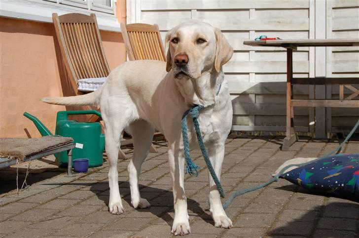 Labrador retriever Siff - R.I.P.  - Forår 07 billede 6