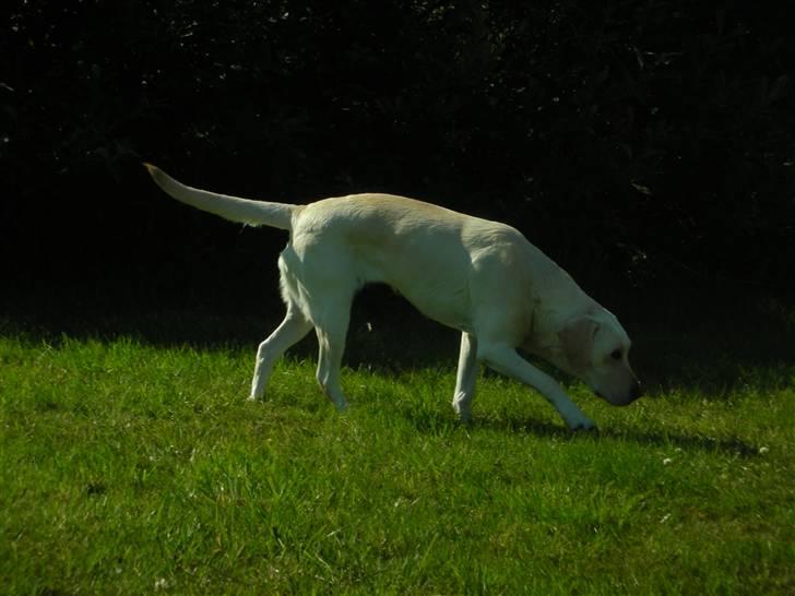 Labrador retriever Siff - R.I.P.  - Juli 07 billede 7