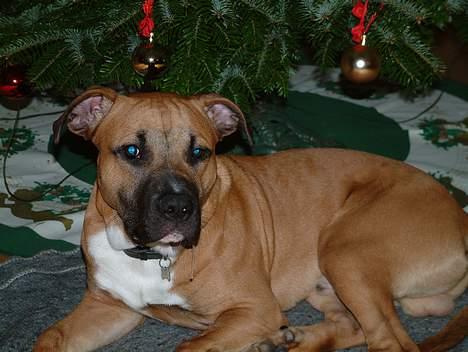 Amerikansk staffordshire terrier Primo - så blev det min første jul. det er nu sjovt at stjæle kuglerne fra træet.. he he. 7 mån. billede 7