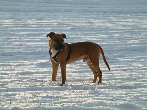 Amerikansk staffordshire terrier Primo - jeg ææælsker sne! er i skoven med mor billede 8