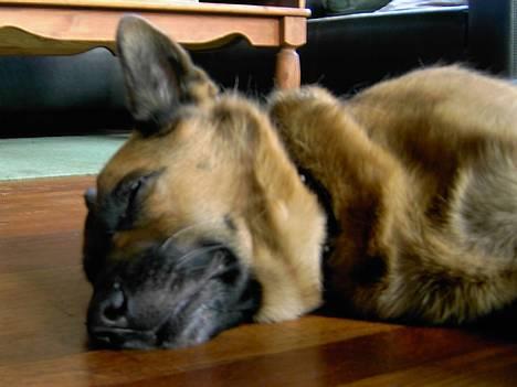 Schæferhund puk *død* - Hun sov meget til sidst... billede 1