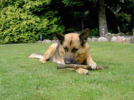 Schæferhund puk *død* - Hun elskede pinde... billede 2