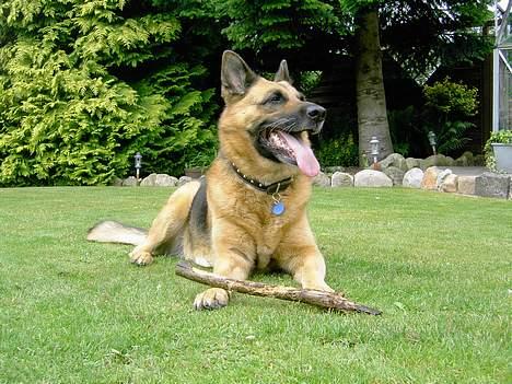 Schæferhund puk *død* - Hun kunne heller ikke holde varmen ud... billede 3