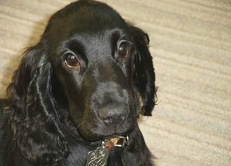 Cocker spaniel Laban - det lille nuserbarn <3 billede 1