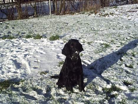 Cocker spaniel Laban - basse i sneen ;) billede 2