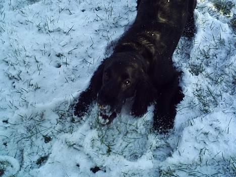 Cocker spaniel Laban - *Rauw* billede 3