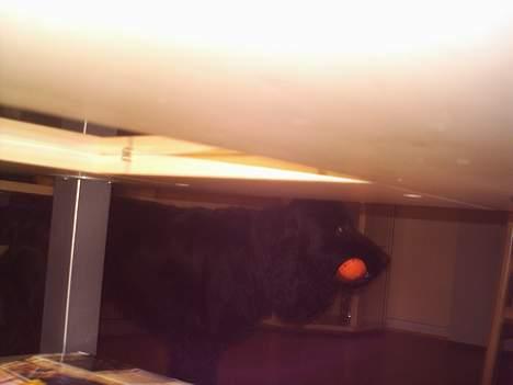 Cocker spaniel Laban - evt? billede 4