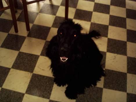 Cocker spaniel Laban billede 5