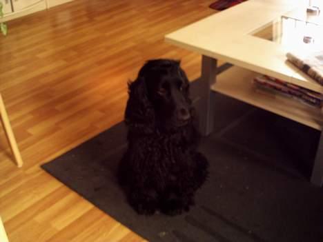 Cocker spaniel Laban billede 6