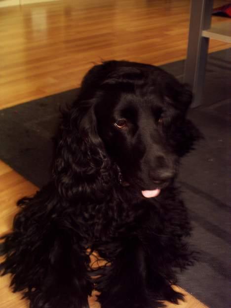 Cocker spaniel Laban billede 7