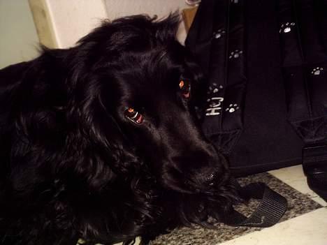 Cocker spaniel Laban billede 8