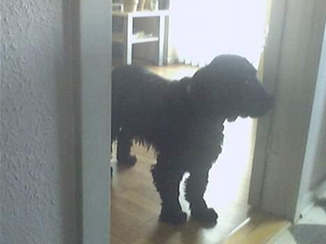 Cocker spaniel Laban billede 9