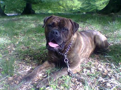 Bullmastiff Hugxi billede 1