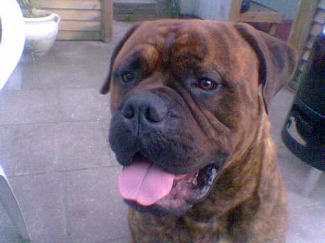 Bullmastiff Hugxi billede 2