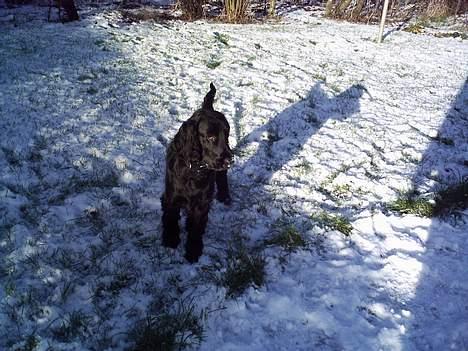 Cocker spaniel Laban billede 10