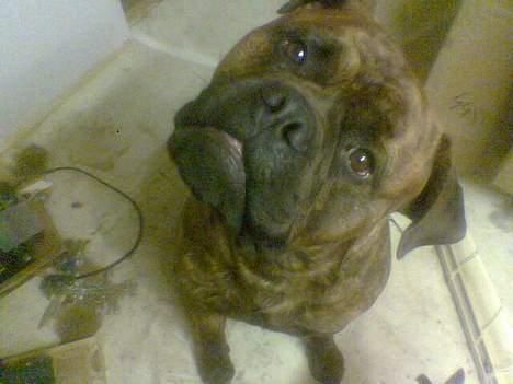 Bullmastiff Hugxi billede 3