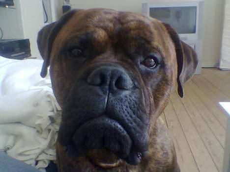 Bullmastiff Hugxi billede 4